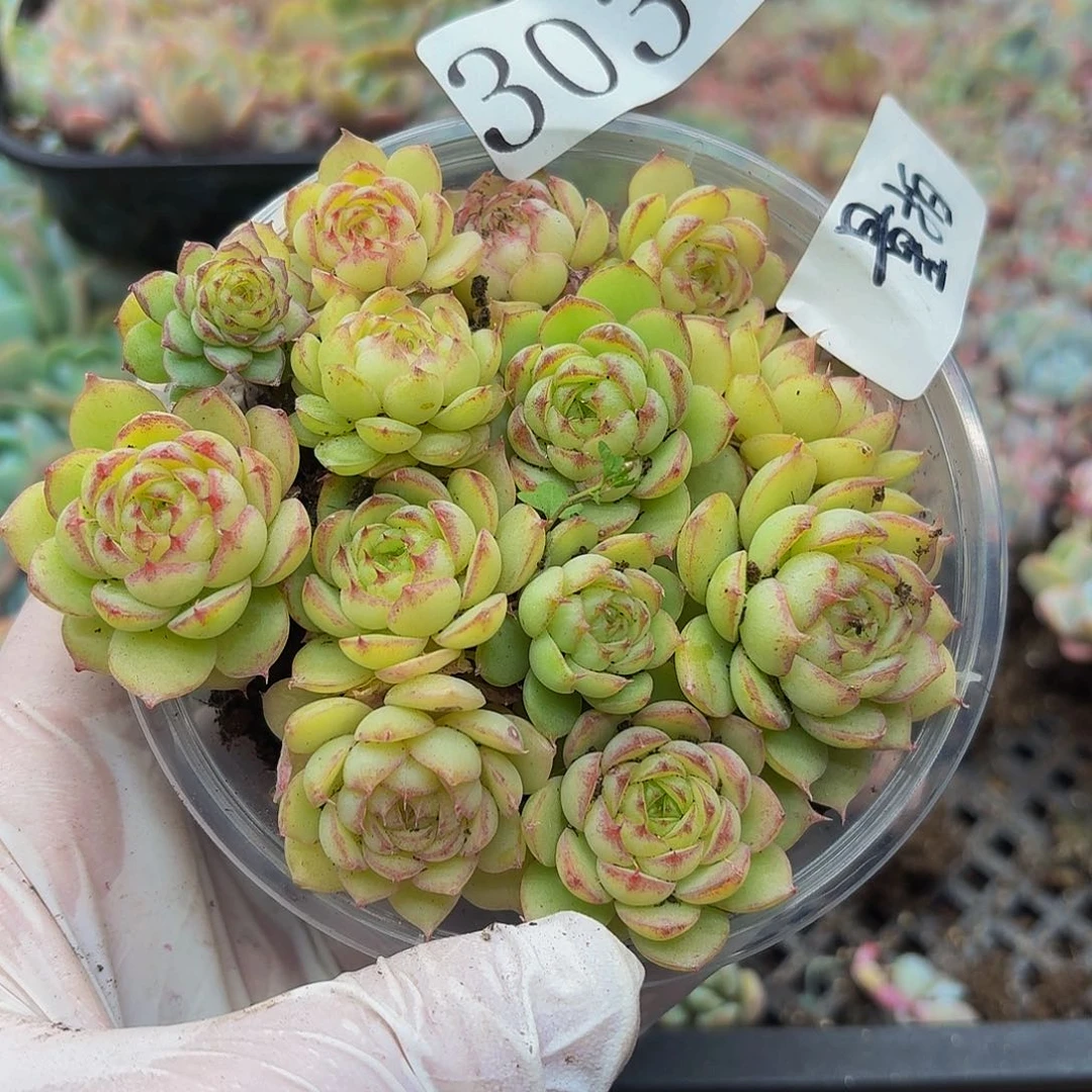 多肉植物多肉植物303量拍