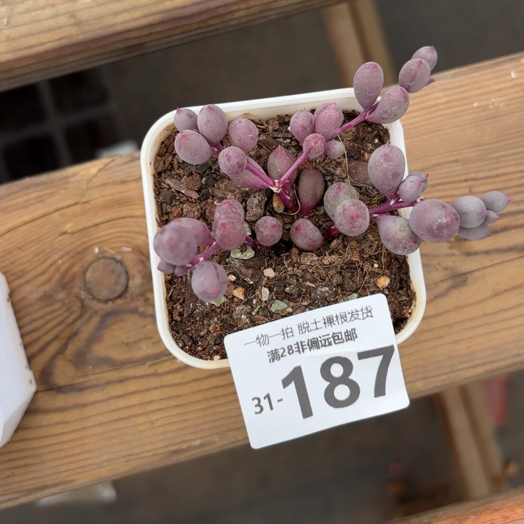 紫泡泡多肉多肉多肉