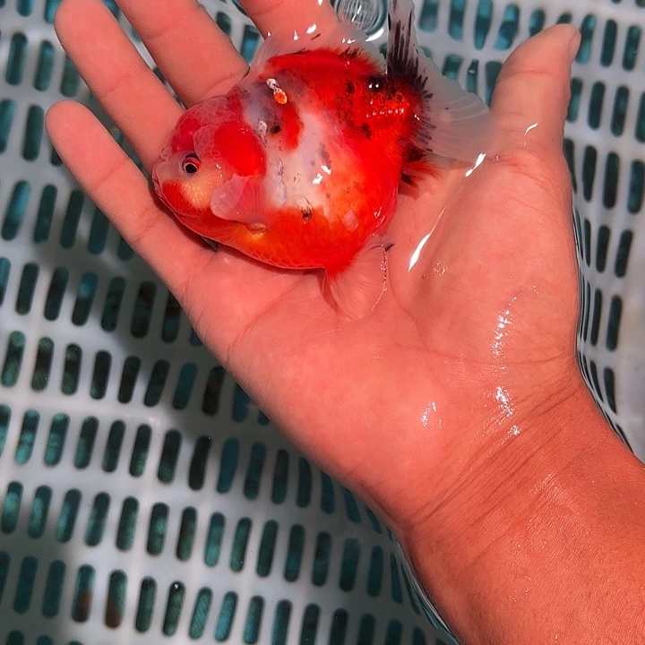 金鱼包邮123456789