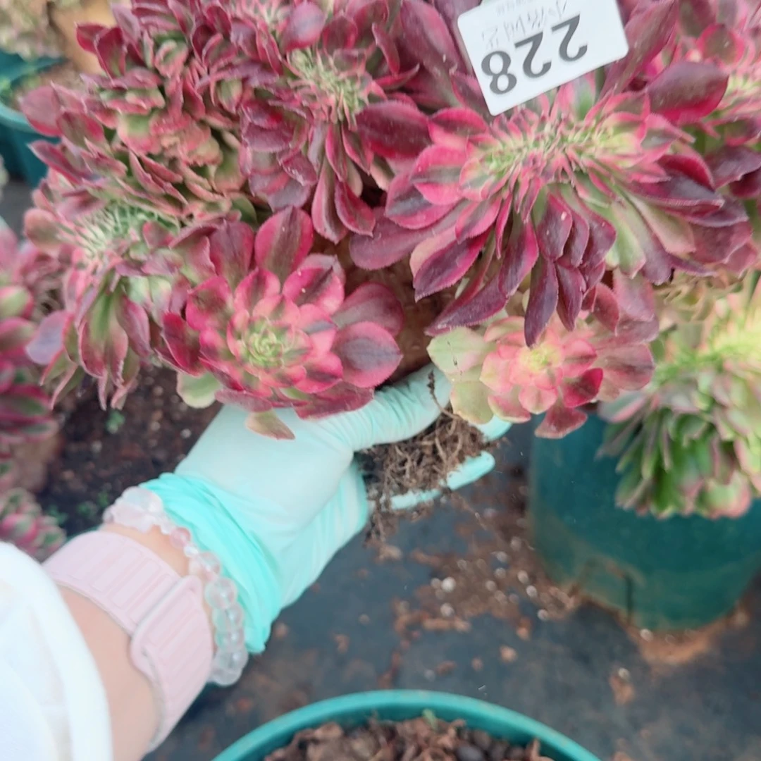 228荔枝缀化多肉植物满28包邮