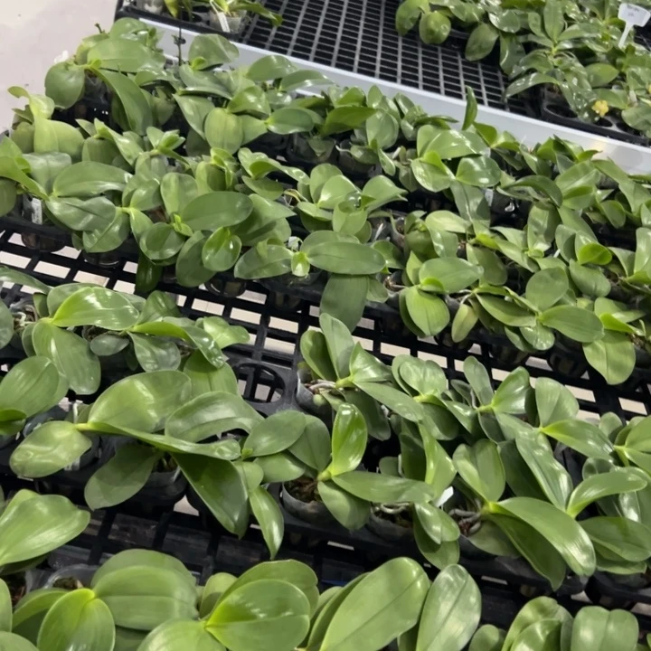 不开花植物贝X弥陀X夏日2.5