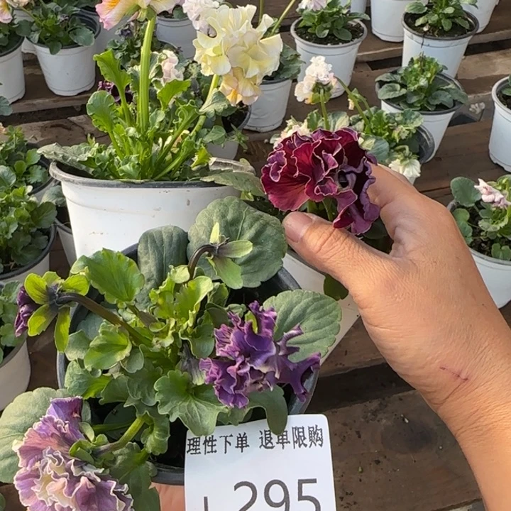 无花朵L295三棵角堇小苗一物一拍苗晃