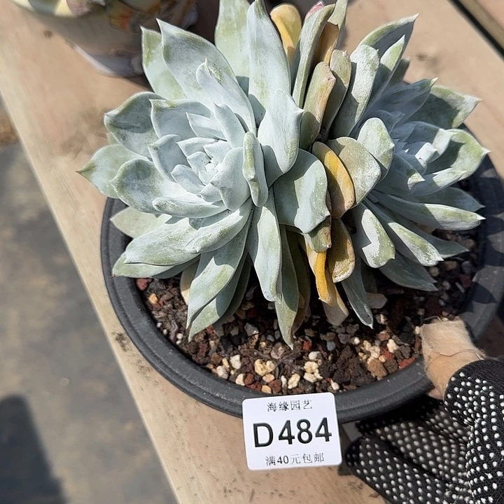 后**期牡丹苹果叶仙女杯