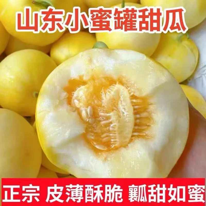 小蜜蜂甜瓜冰糖脆甜瓜甜脆黄金蜜罐老人孕妇小孩当季新鲜水果蜜瓜