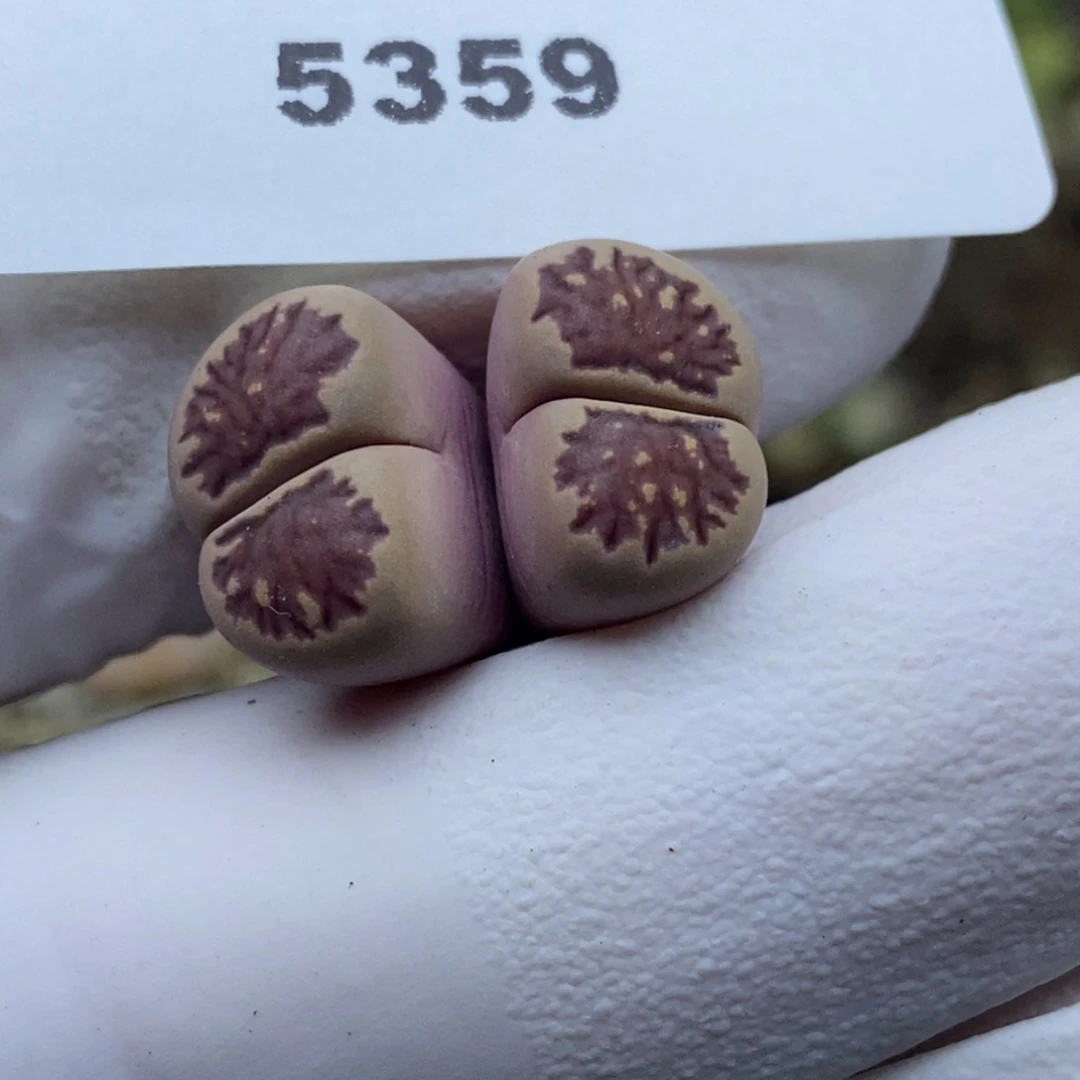 5359。小特一下。紫菊。。。。