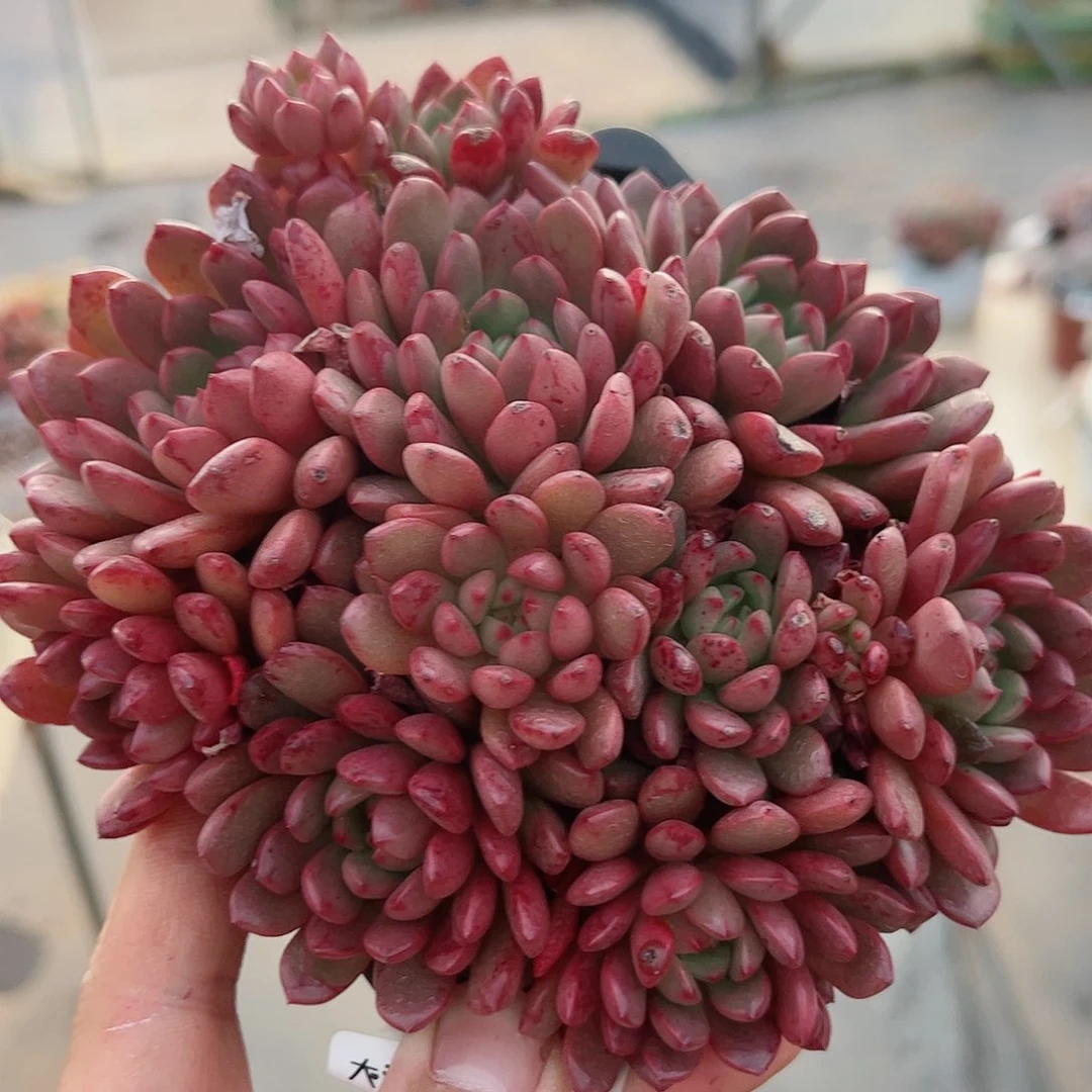 红宝石多头整桩无砍