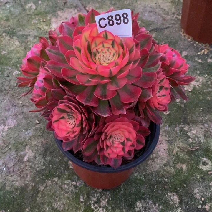 想****锅倾城多肉植物898