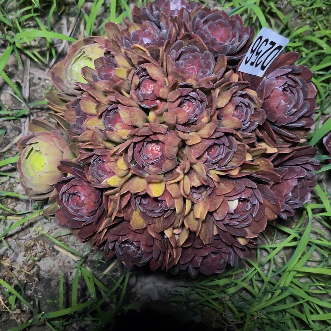 千面男爵32-外包邮法师