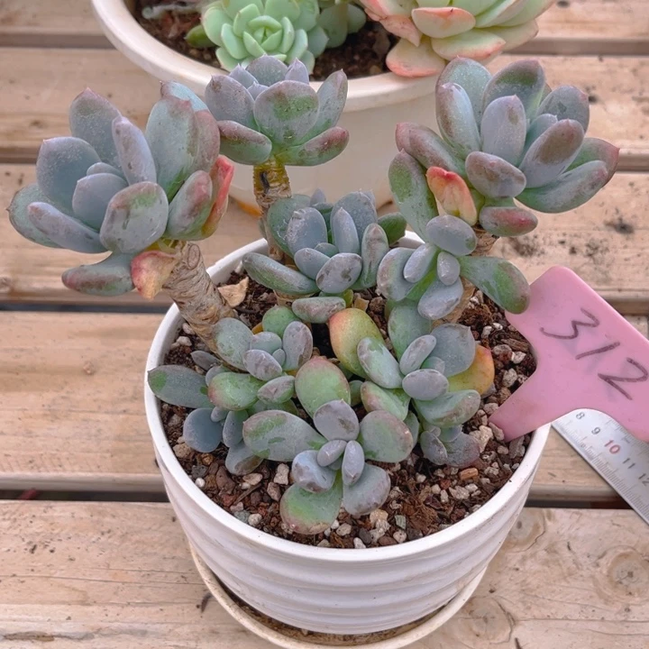 灰姑娘多肉植物3 1 2