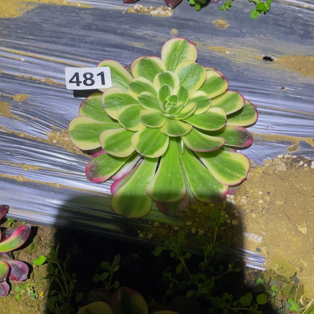 481镜花水月变异多肉
