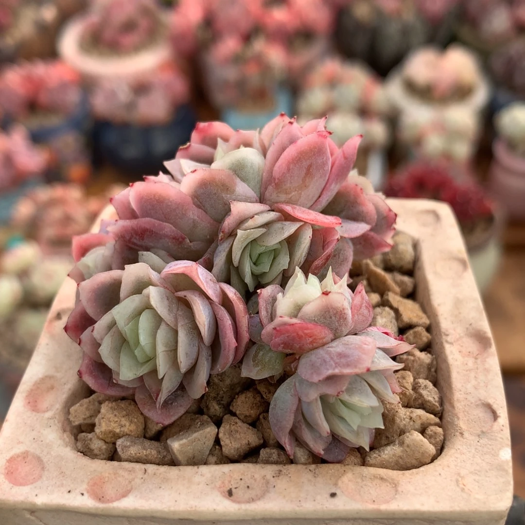 女王玫瑰一物一拍 031