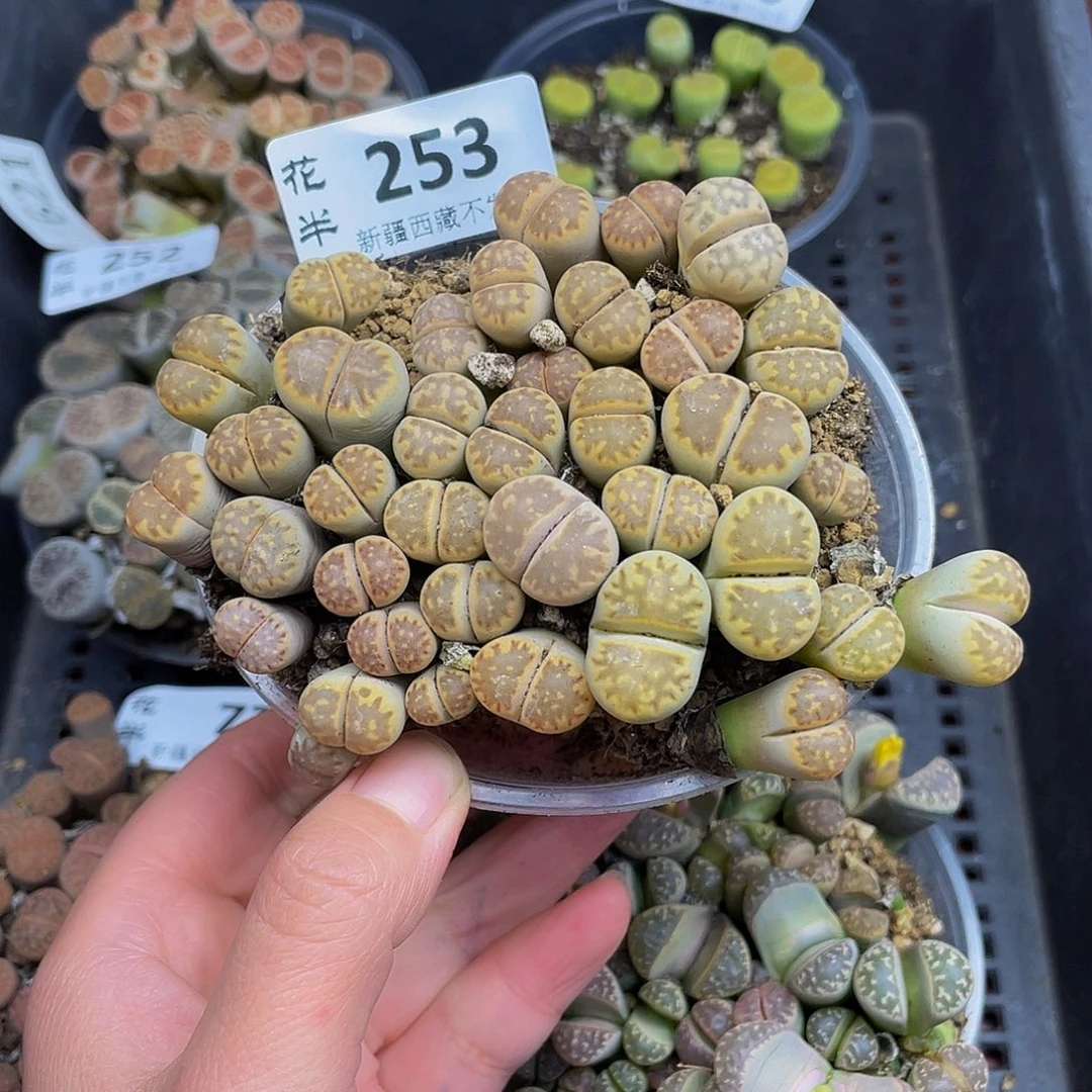 2530000000花花花花花花路啊啦