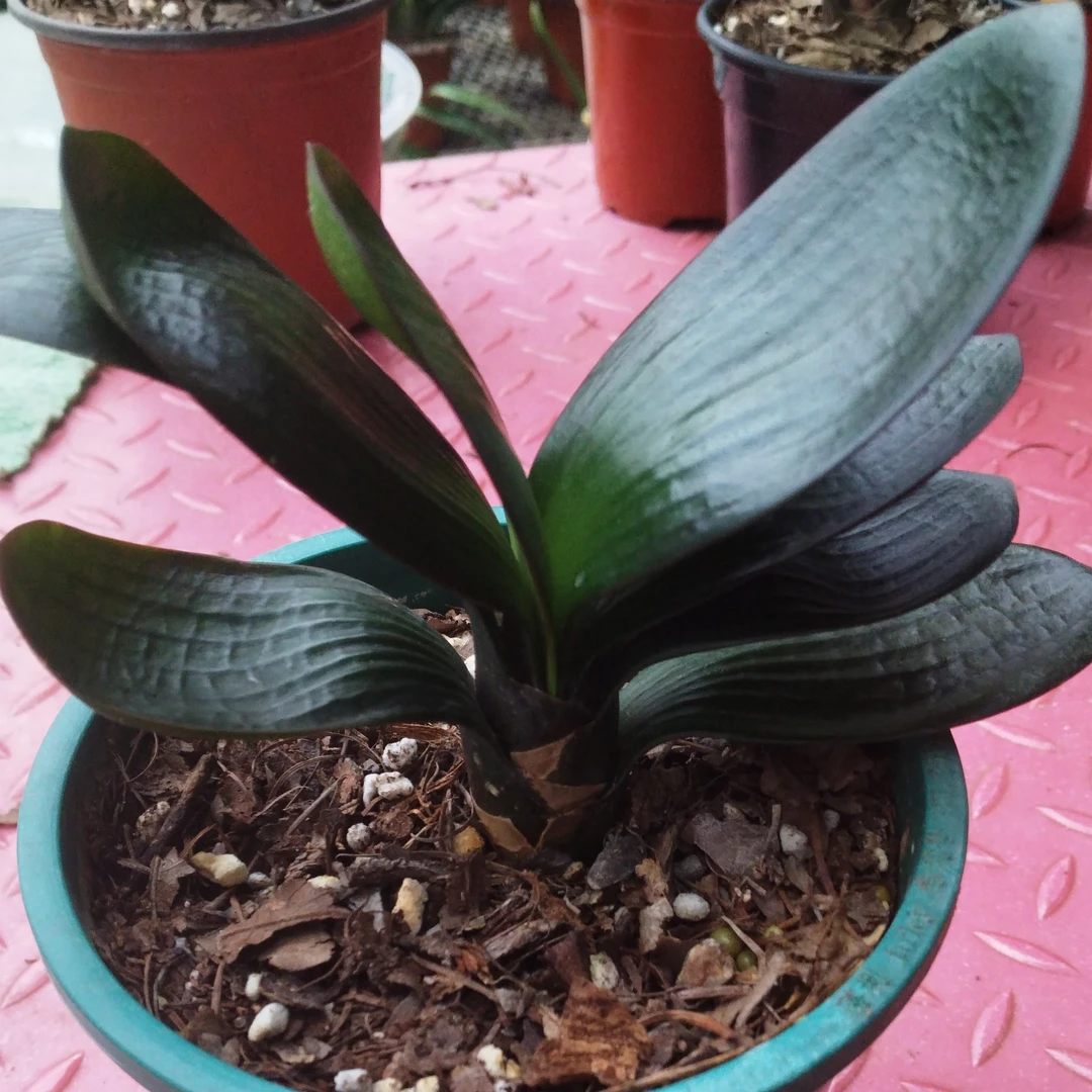 君子兰彩兰毛兰群兰