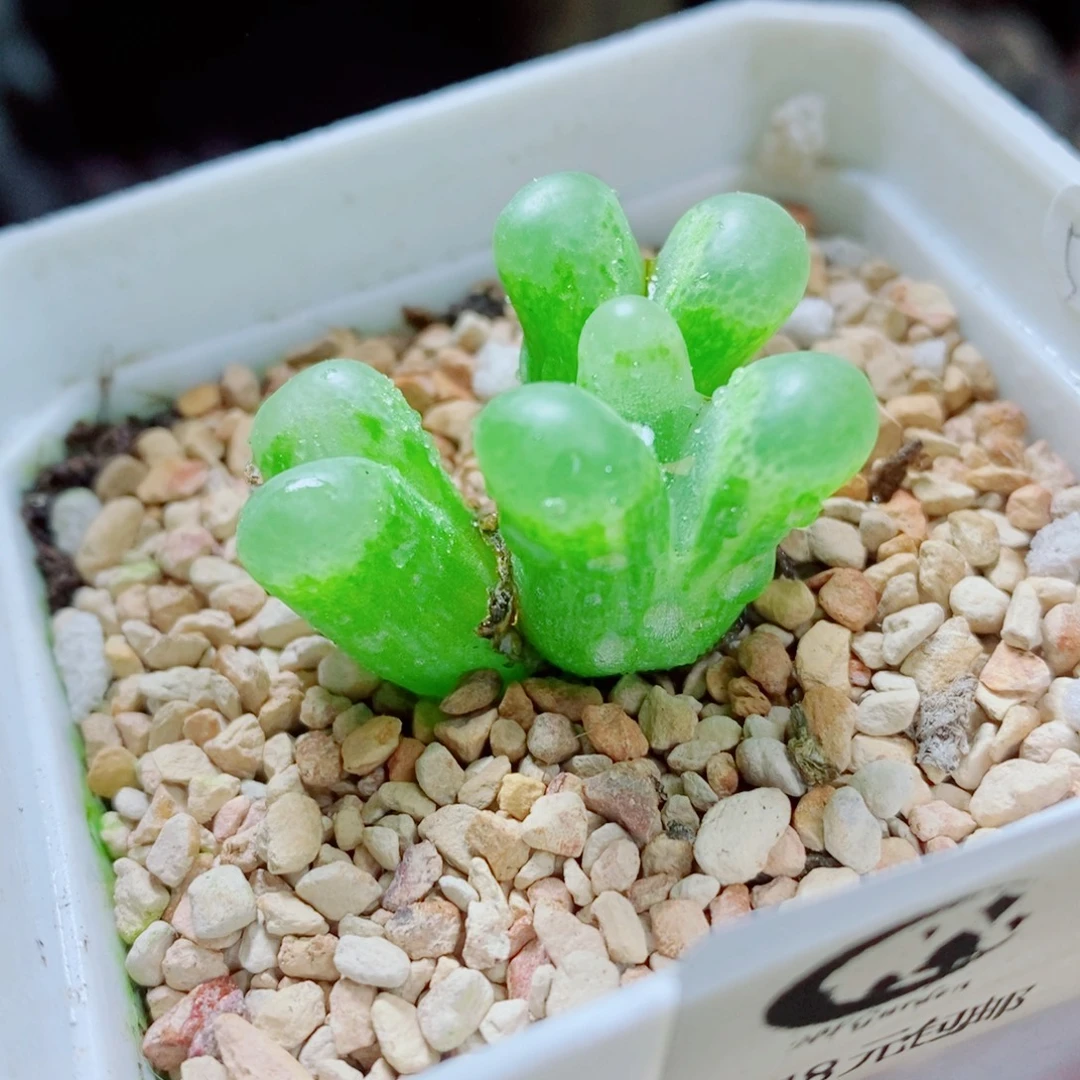 生石花花花花花花花花612