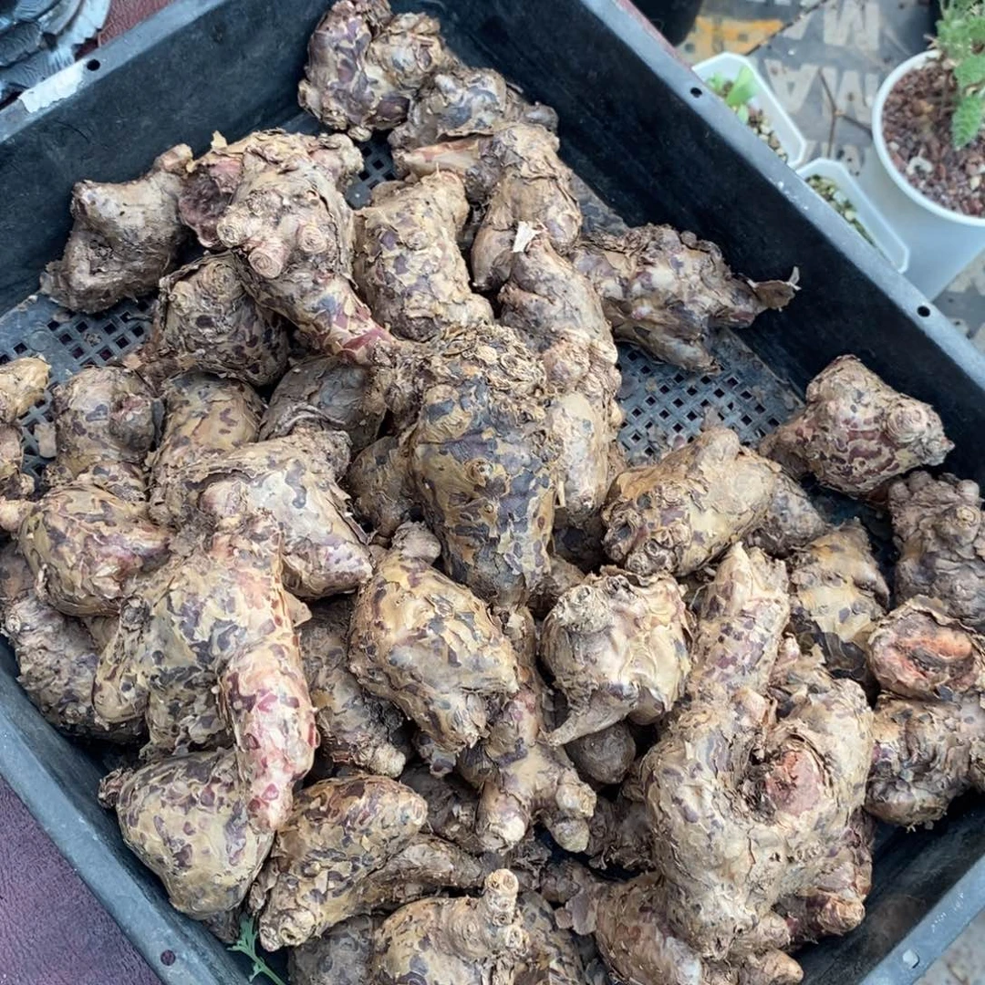 暗紫奇峰景，随机发货