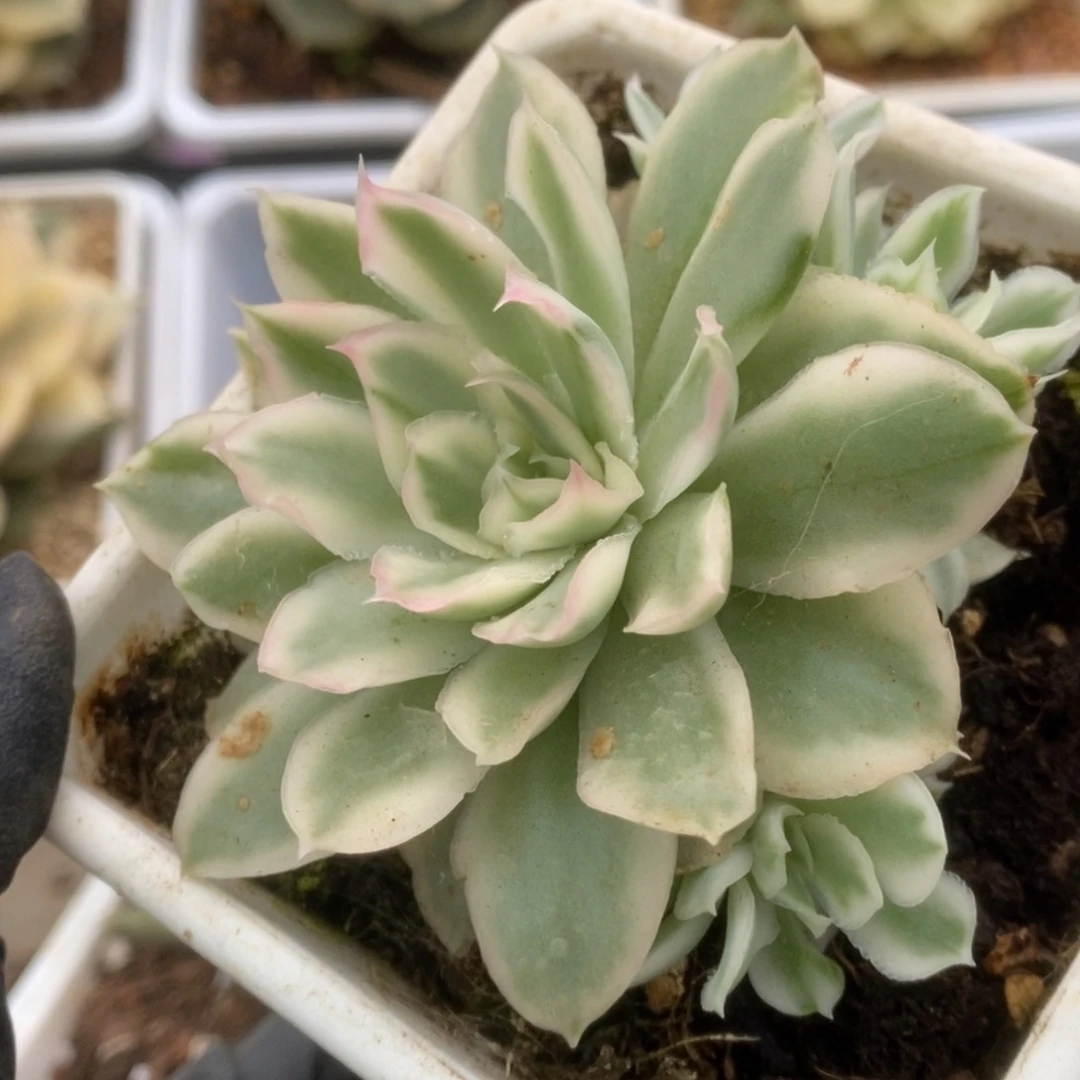 001紫蝴蝶锦锦锦锦锦锦锦
