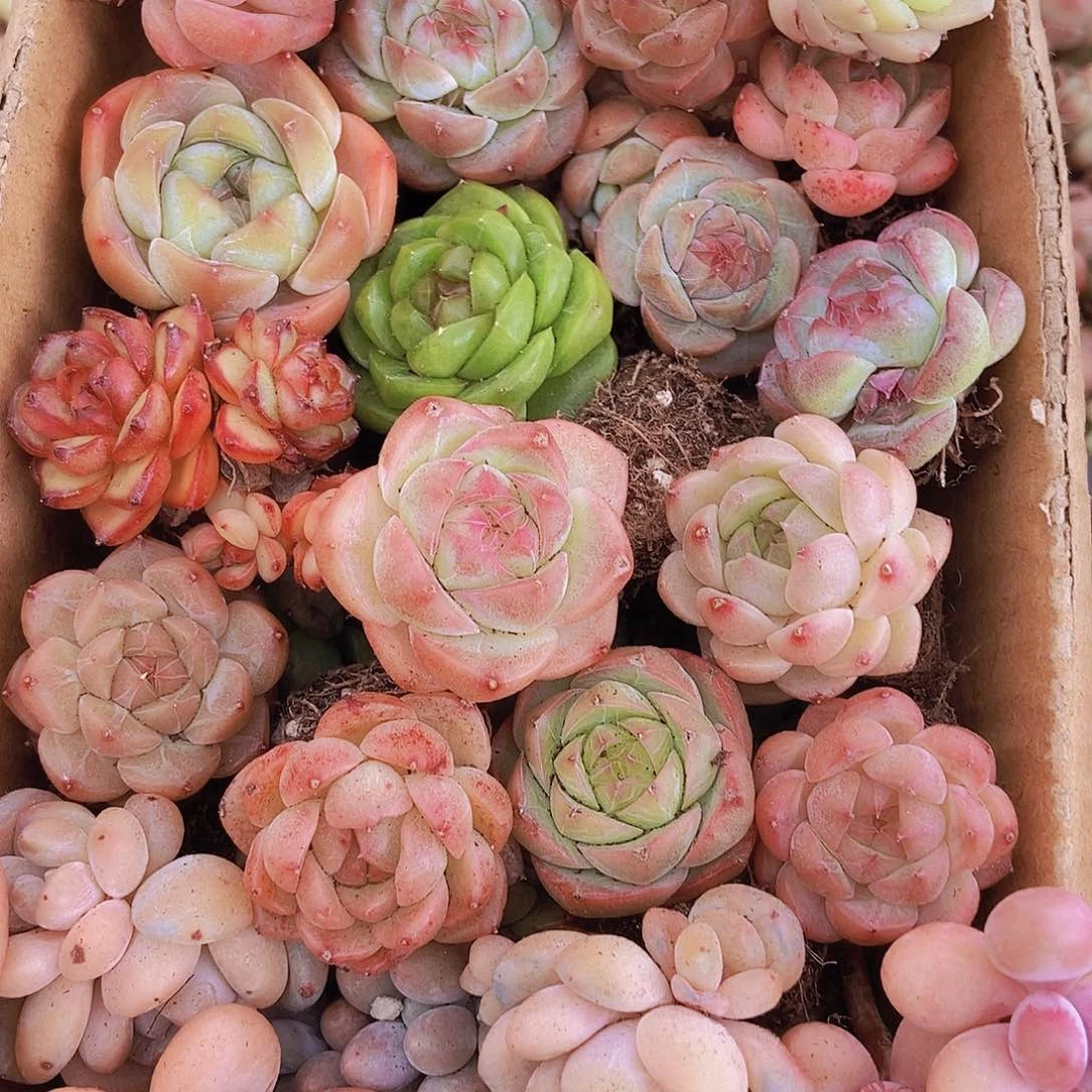 0000000000001量拍保底20颗