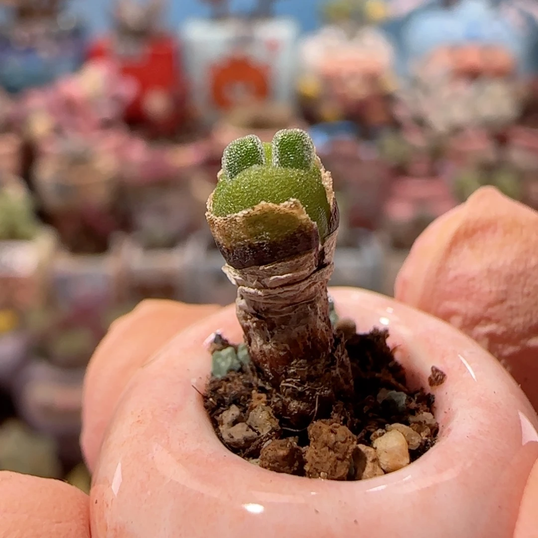 可爱小兔子 盆口2cm