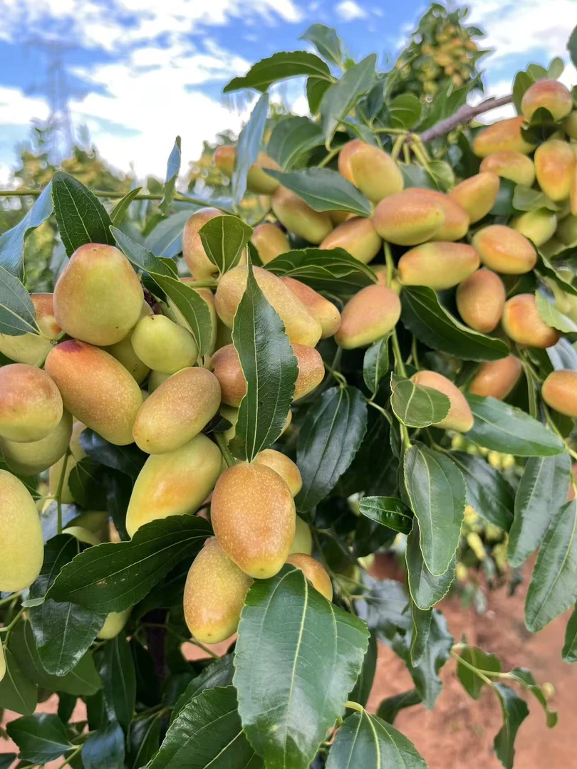云南宾川金脆蜜枣新鲜水果脆甜多汁核小应季特产