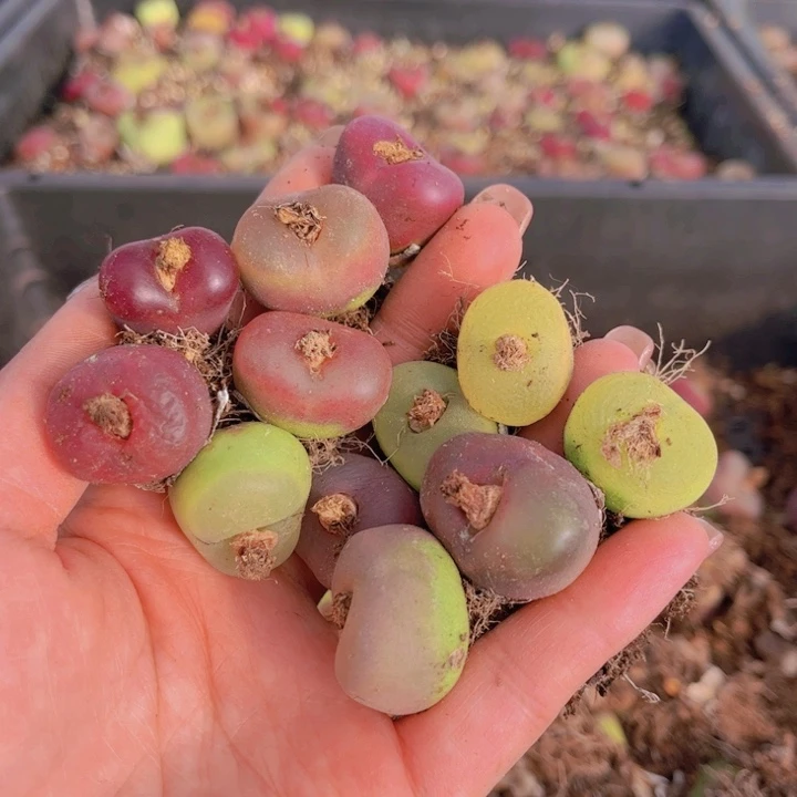 五颗毛毛00000000002