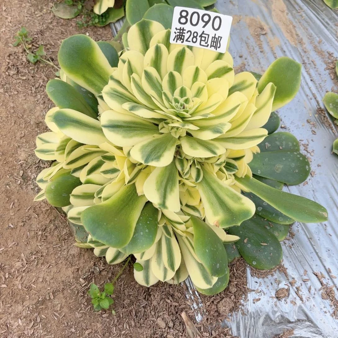 E.   8090辛尼雅多肉