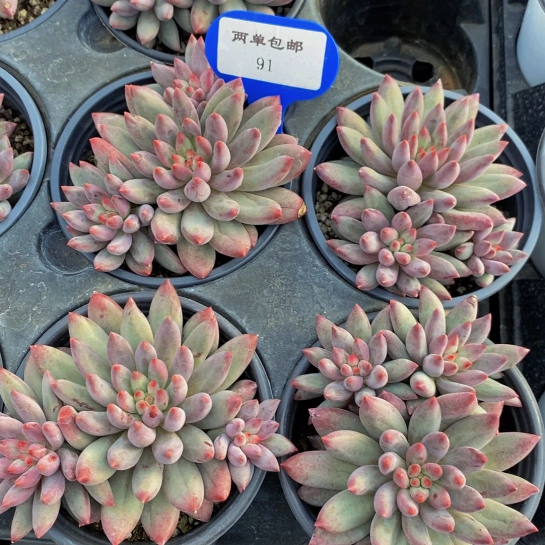 91-精品母本虞美人群一个