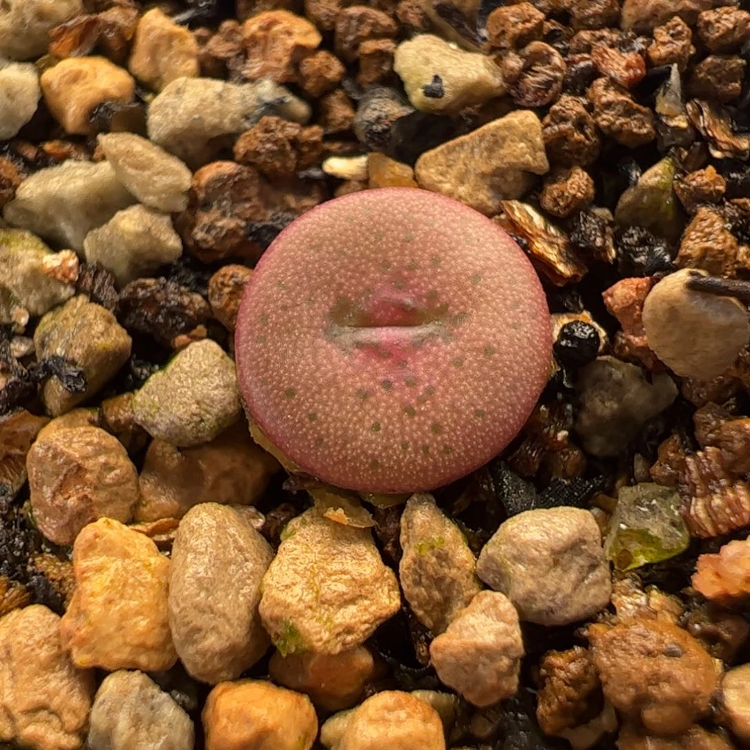 042多肉植物百科