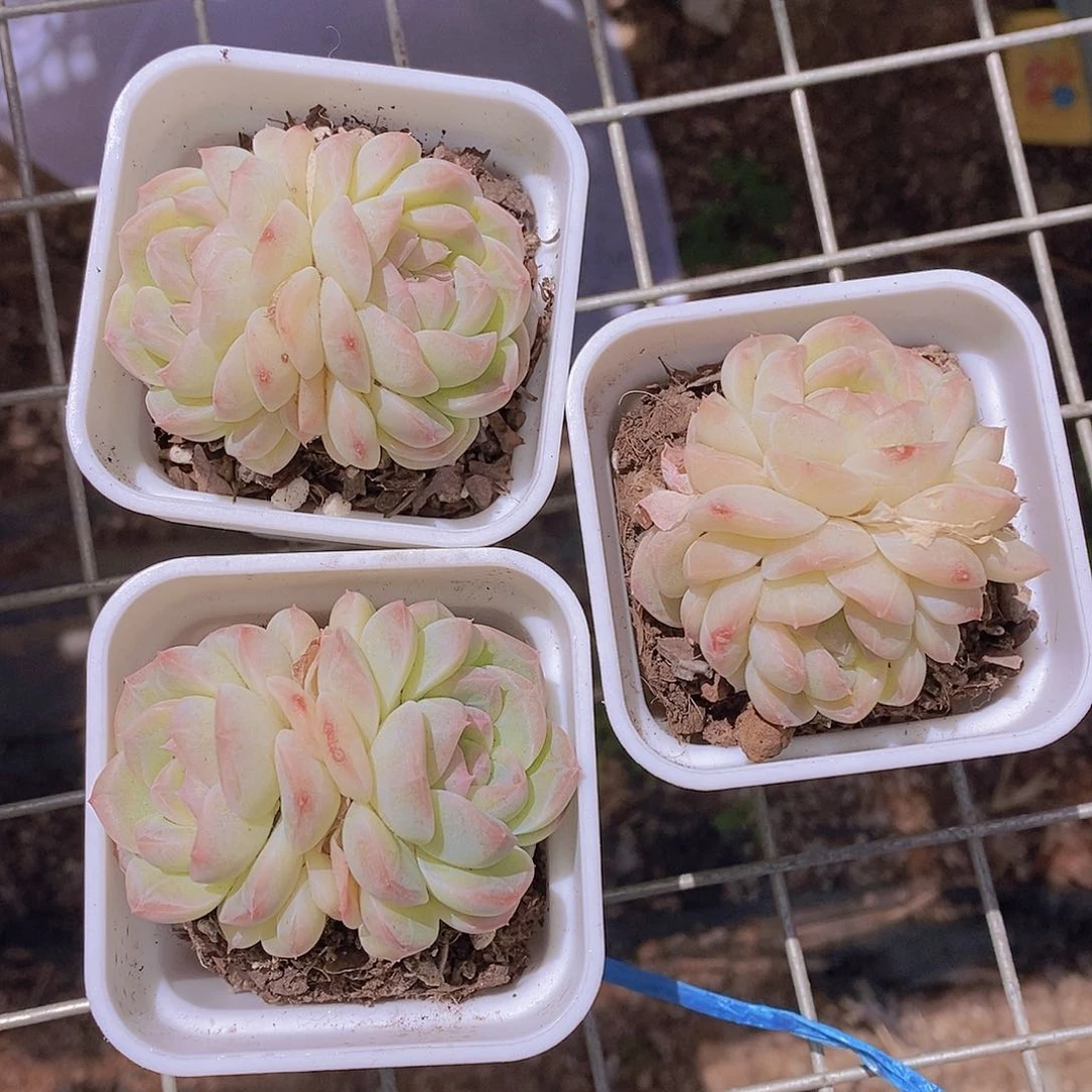 0421-双头胖瑶池福利一颗 带白方 量拍