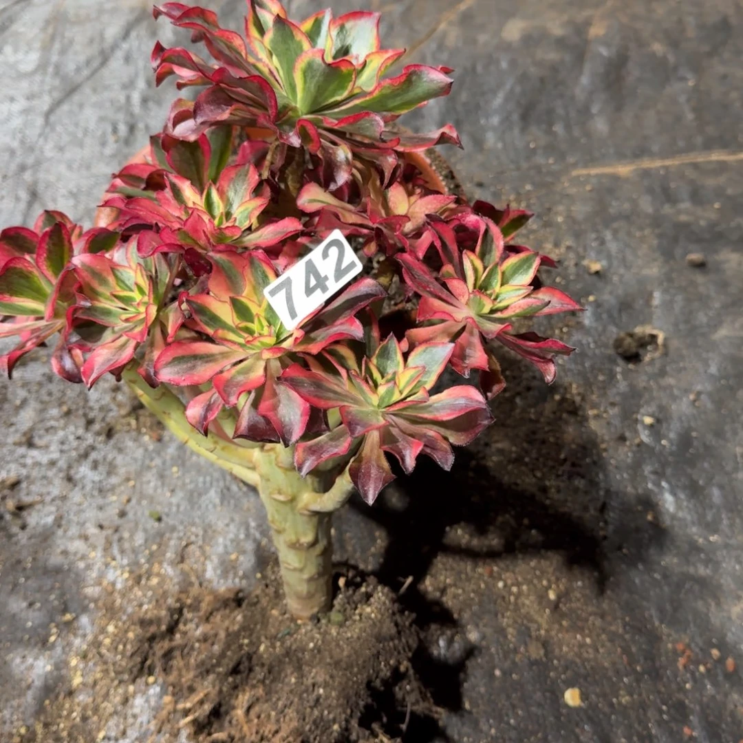 742多肉植物魅影有断枝有干伤