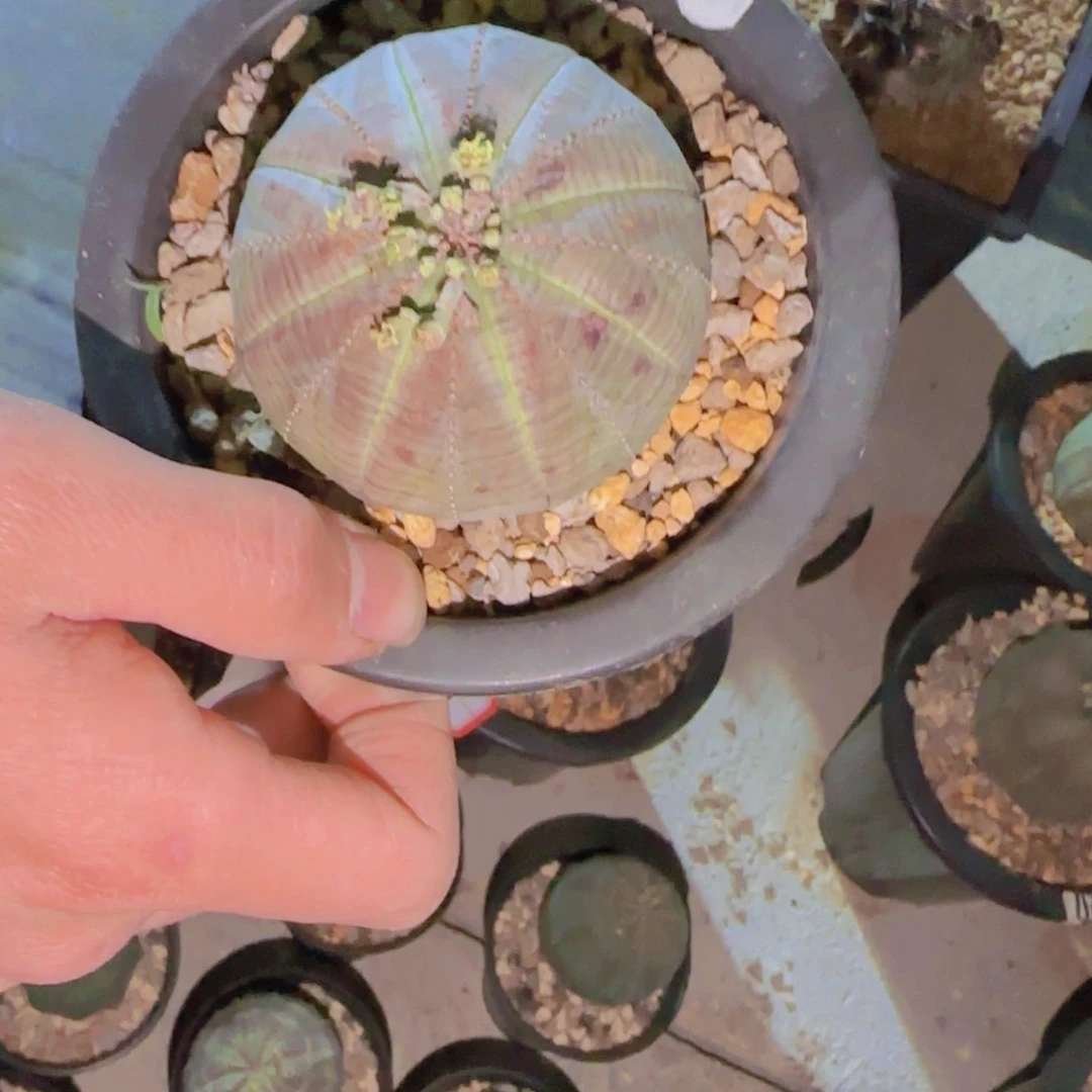 G块根植物块根植物