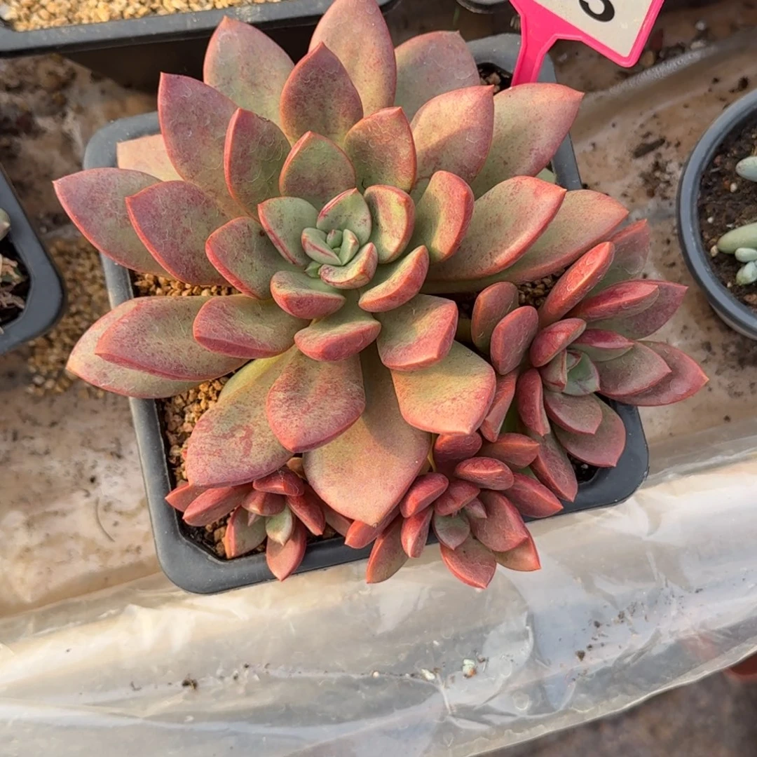 多肉植物红体狼牙285