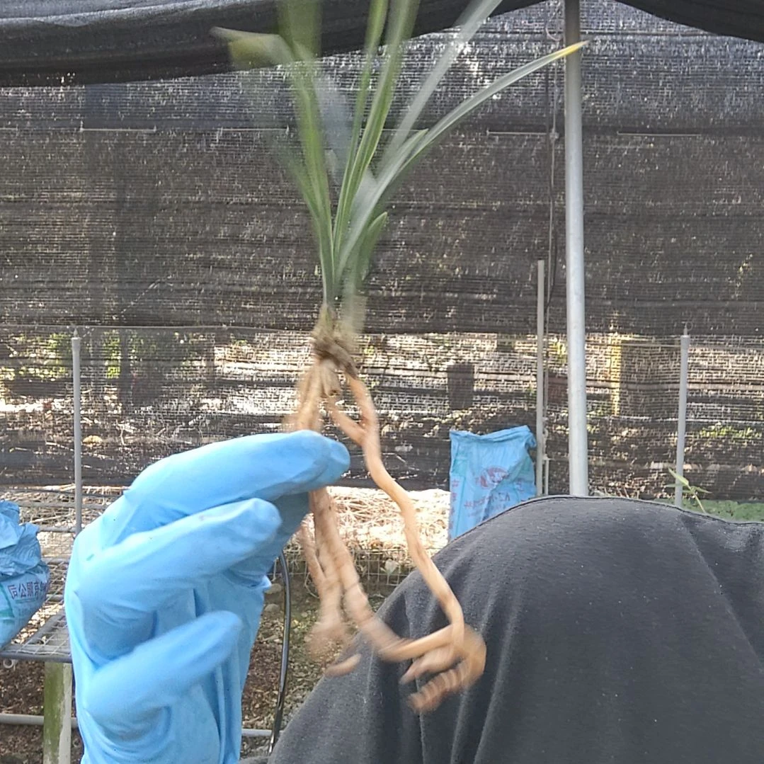 完全开放绿云母苗2苗