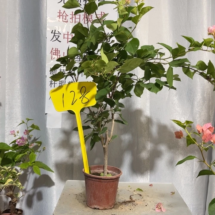 当前无花栽培后可以开花128红粉佳人
