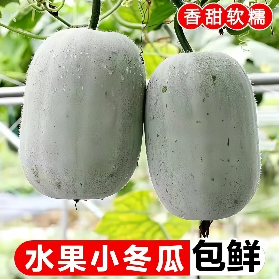 河南小个新鲜农家自种水果冬瓜蔬菜迷你香小冬瓜清香产地当季东瓜