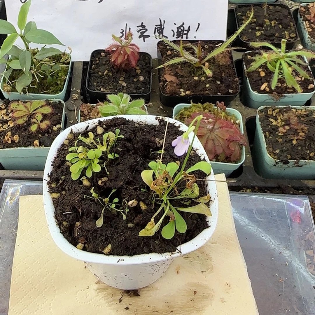 无花朵螺旋狸藻类