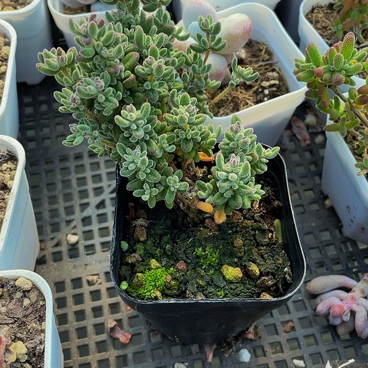 红宝石枝干4.8带盆