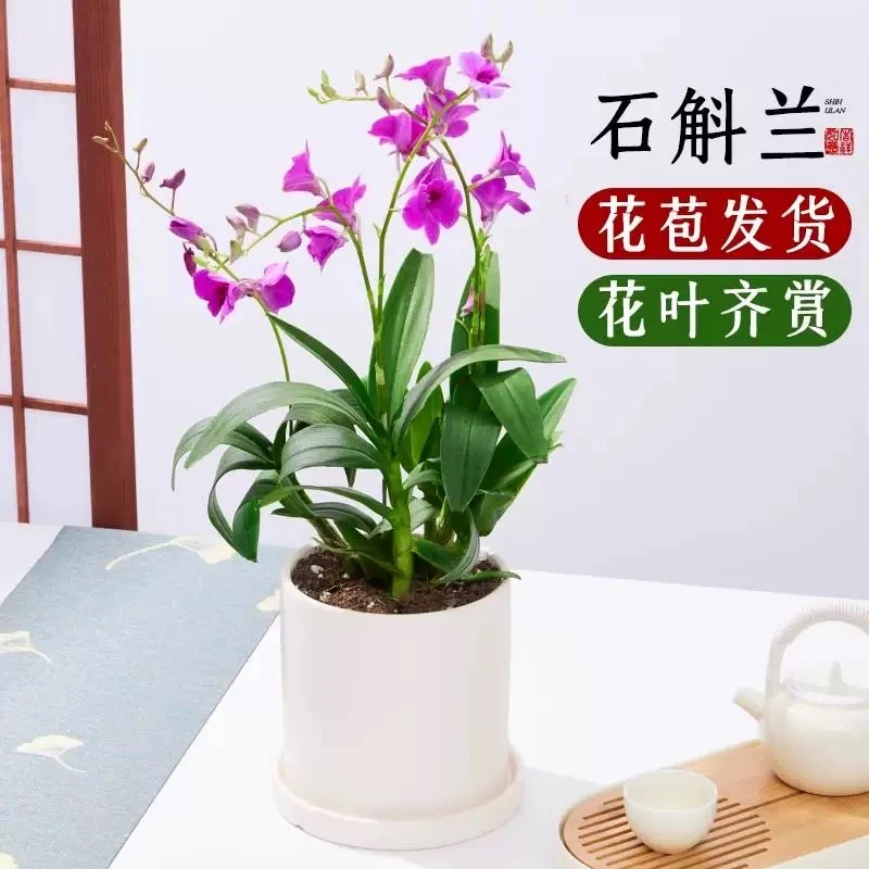 【带花带花苞】红泼墨石斛兰室内客厅花卉四季开花办公室绿植好养