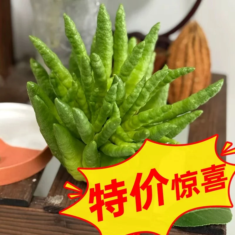 【特价福利】精品佛手柑