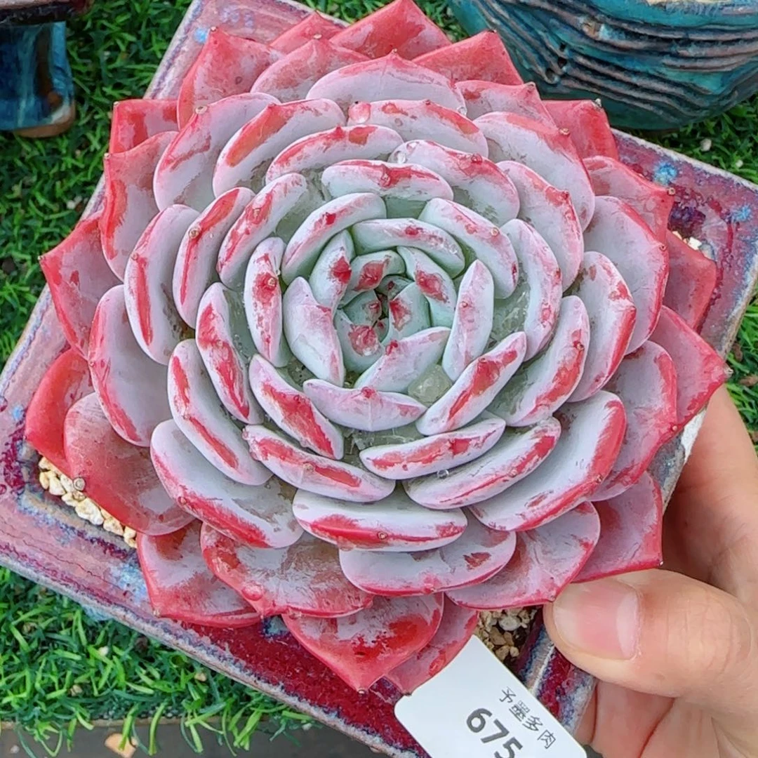 凤凰台6754多肉植物