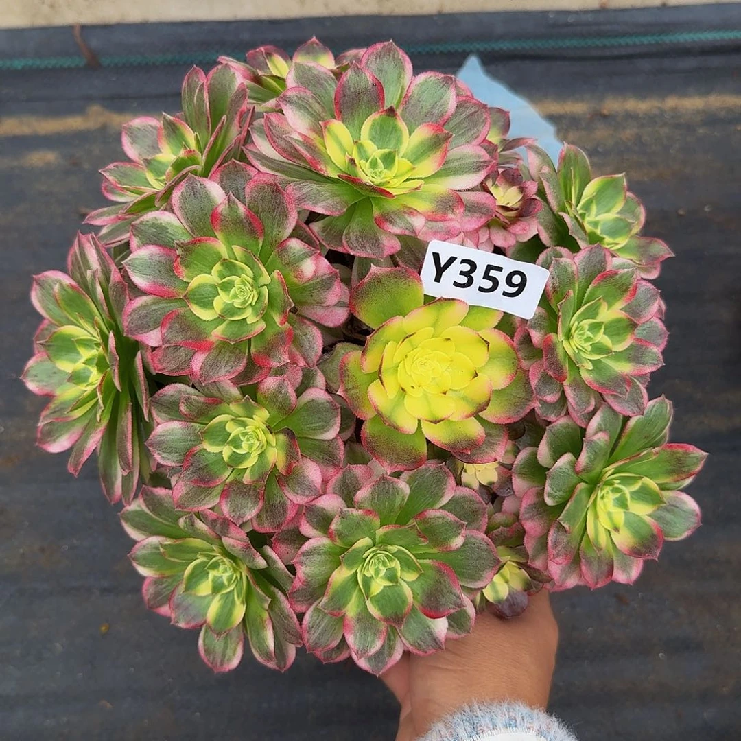 359海鲜4444冠服24左右