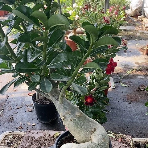 【闪购商品】无花朵温****7