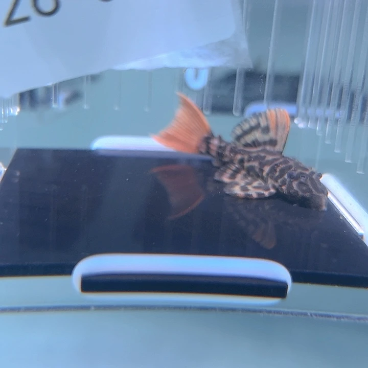 清道夫鱼26-041绿巨人一条尺寸5+