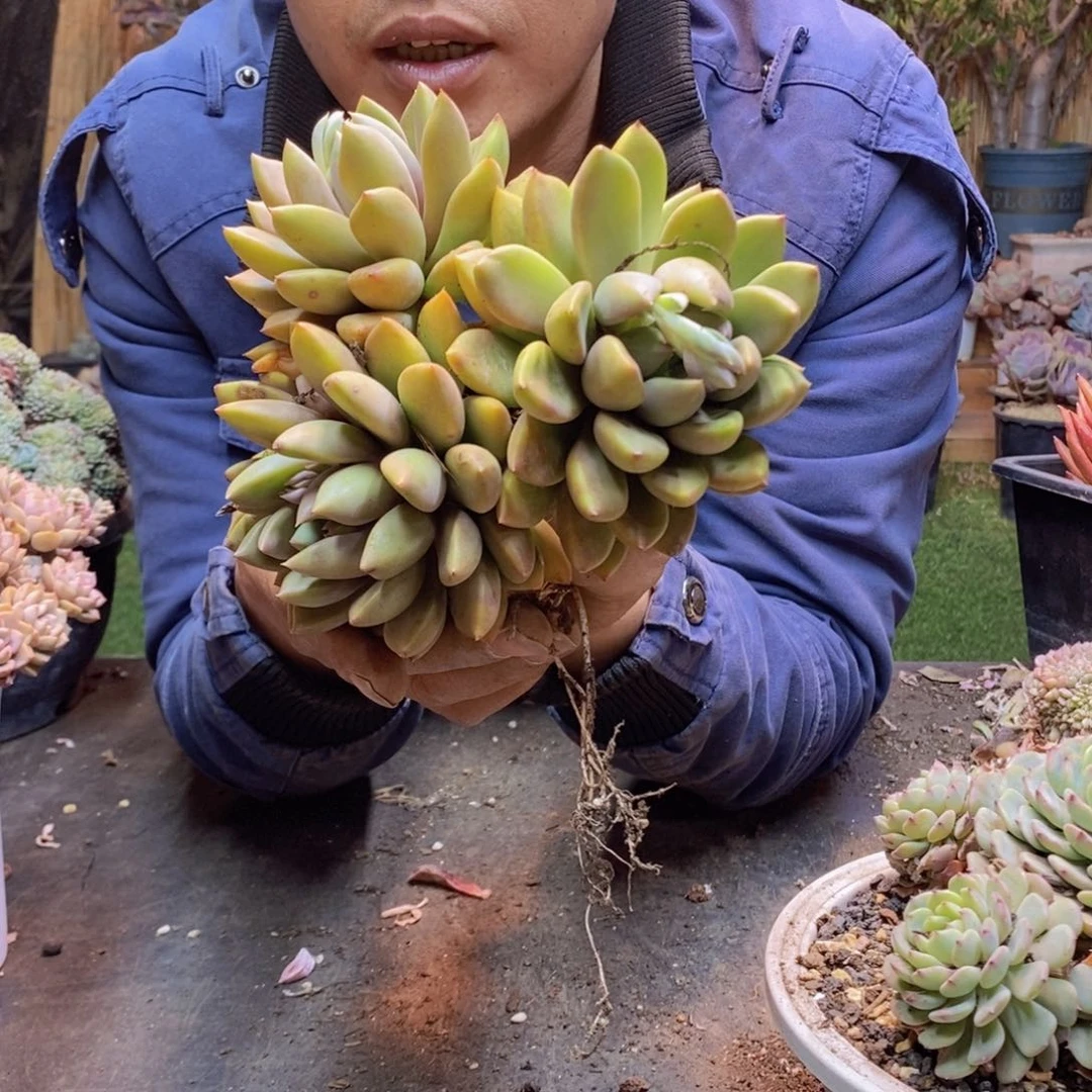 瑞*113象牙多肉植物