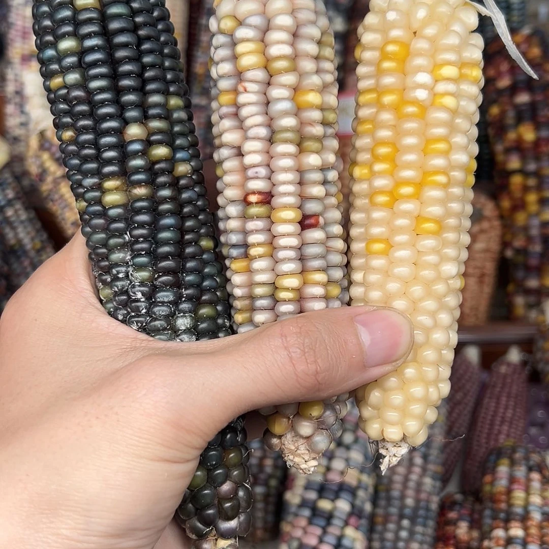 昵****天文玩玉米毛料精品