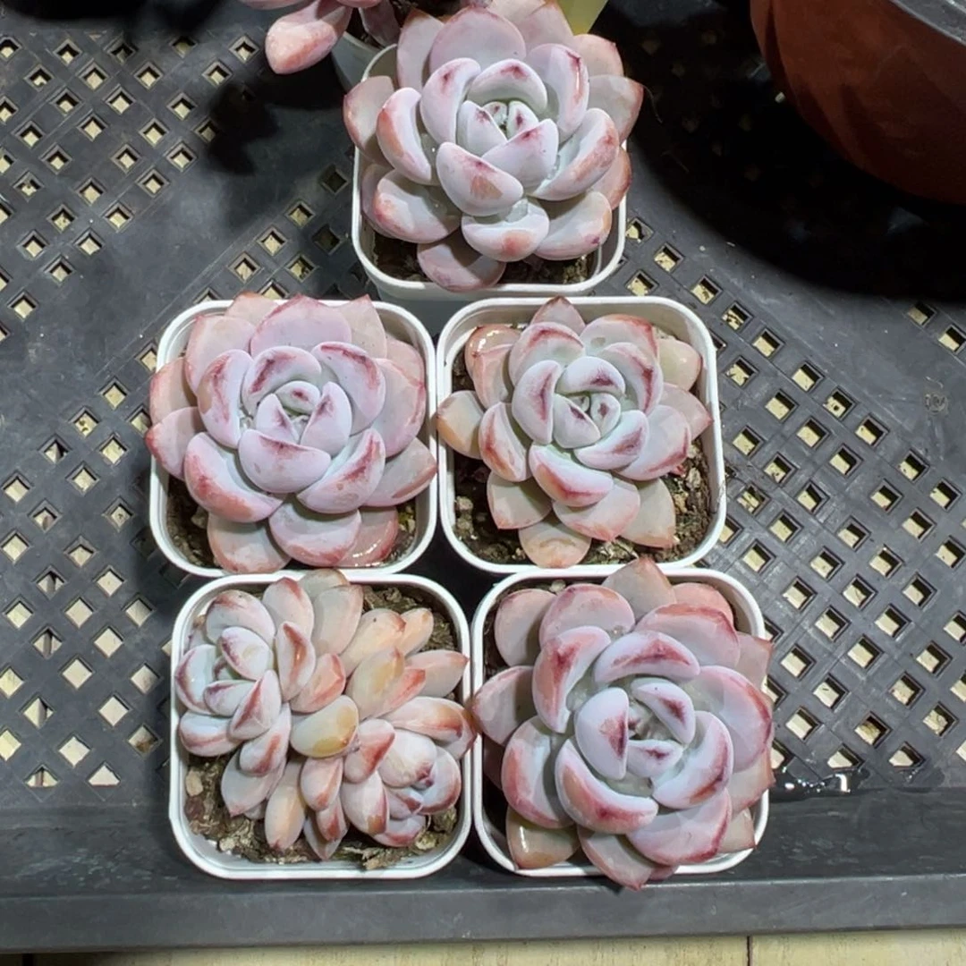 多肉植物多肉植物