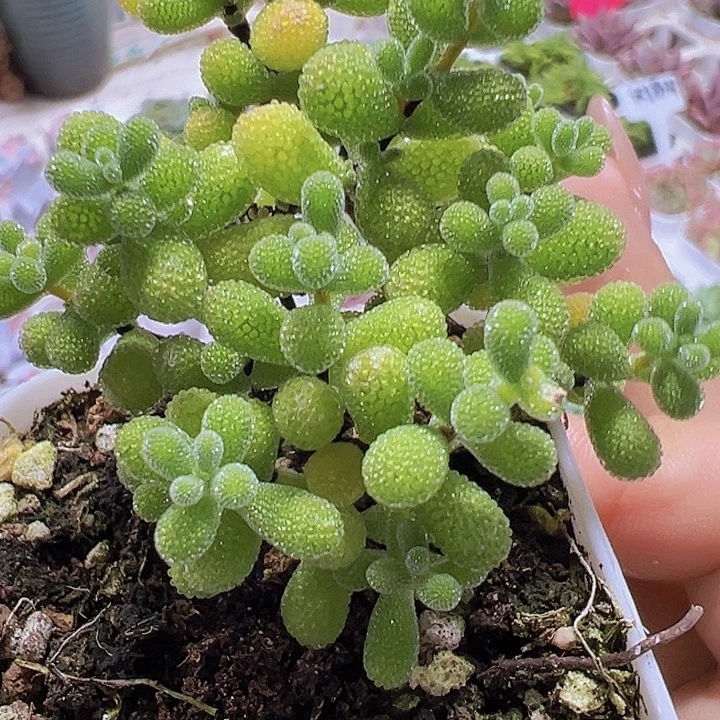 翡翠枝干19包邮多肉