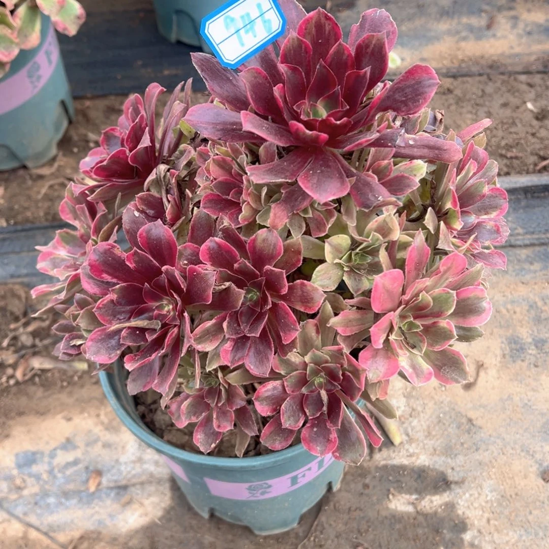 多肉植物蒙娜丽莎946