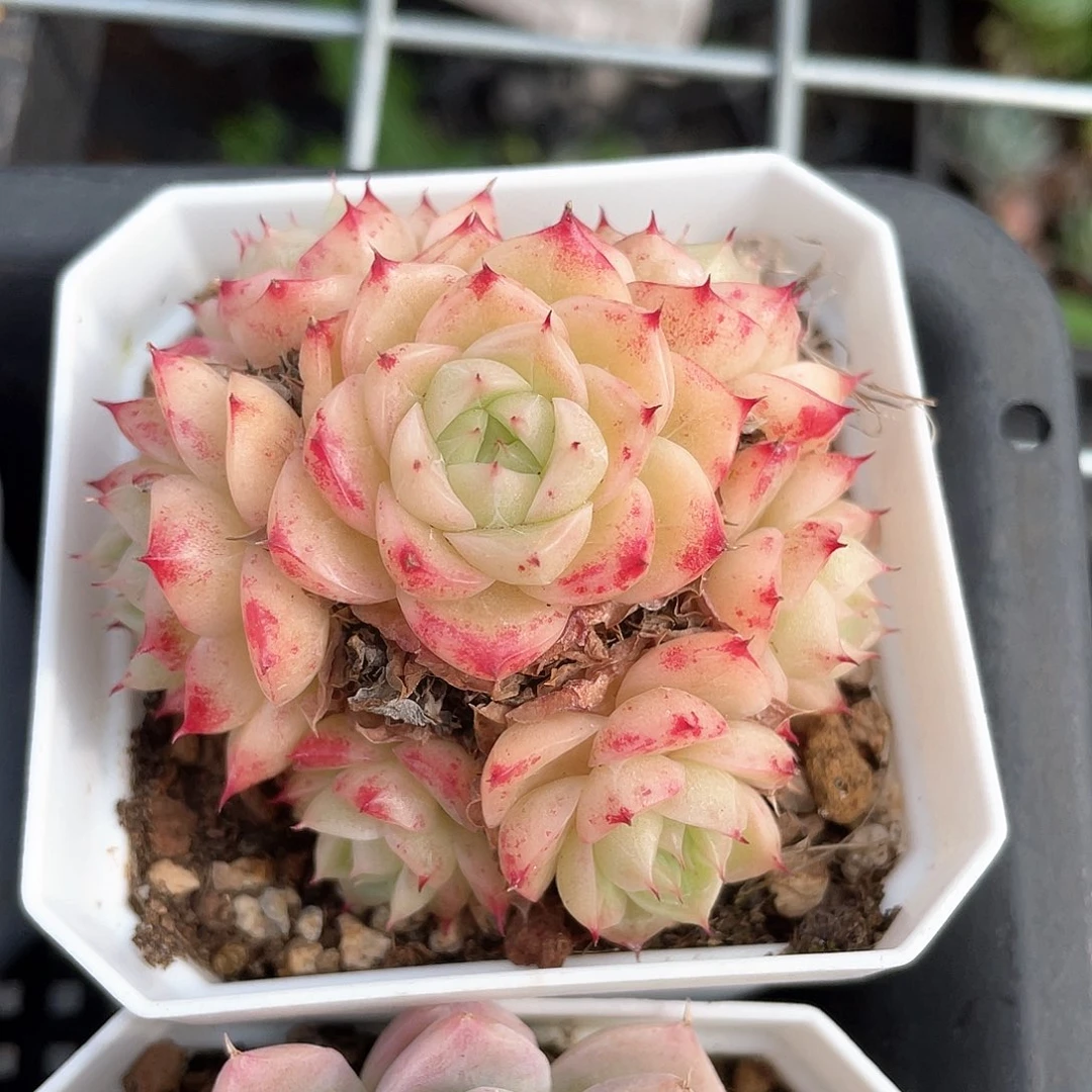 优选麦秆手捧花8113