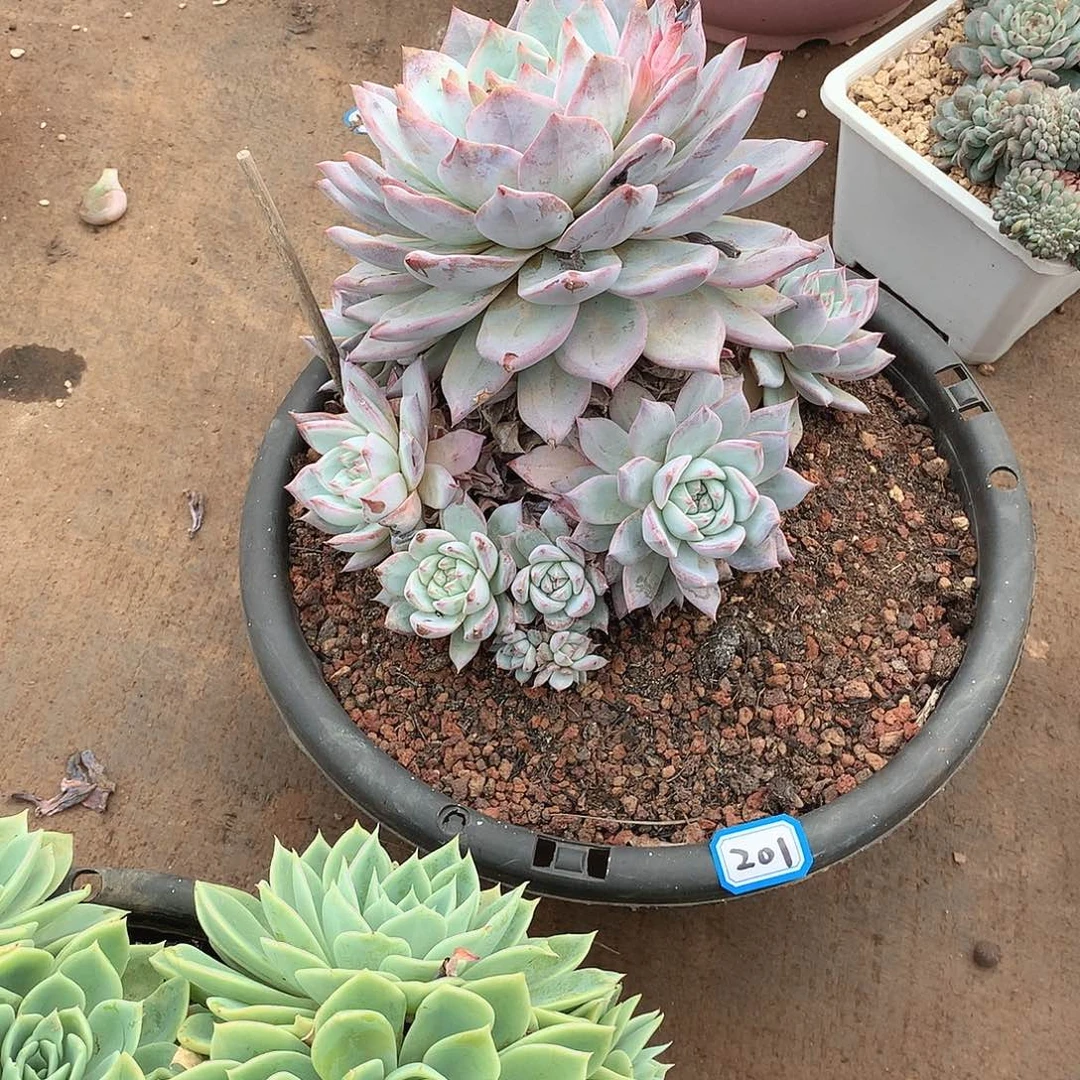 201蓝鸟 一物一拍多肉