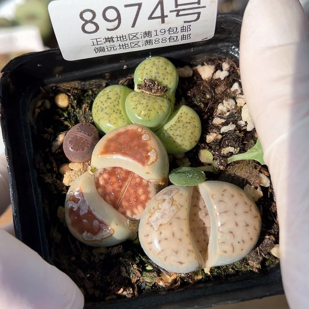 好养易活生石花大母本8974